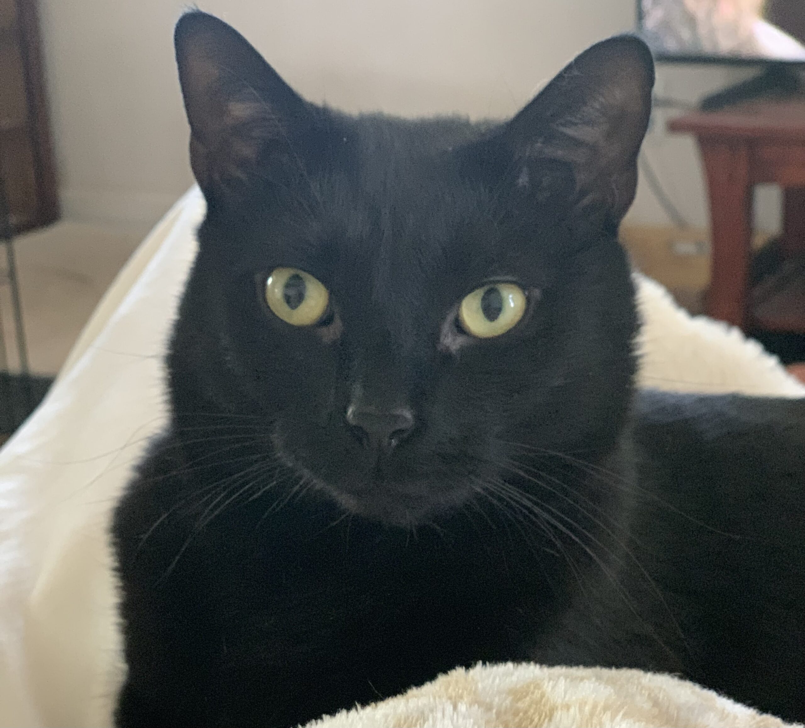 Black cat with yellow eyes sitting in a blanket